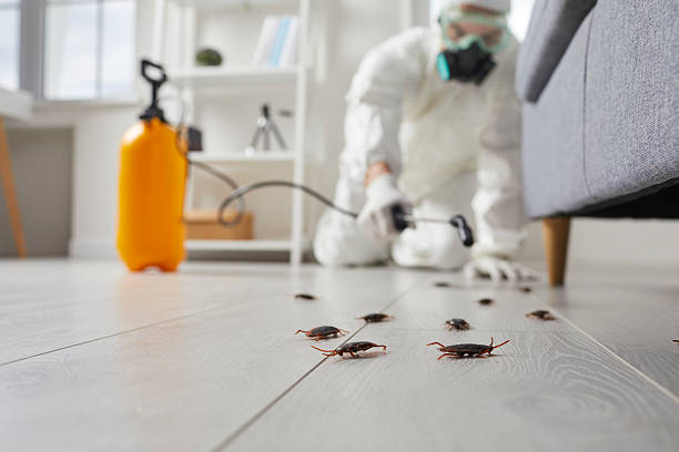 Commercial Rodent Management in Parma